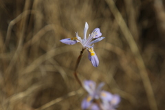 Moraea stricta