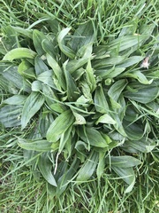 Plantago lanceolata