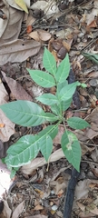 Magnoliopsida