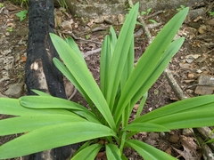 Hymenocallis occidentalis