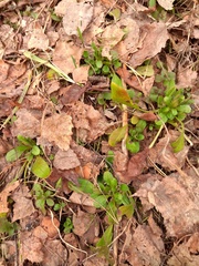 Myosotis krylovii