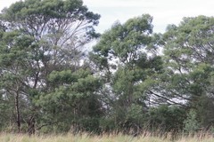 Acacia mearnsii