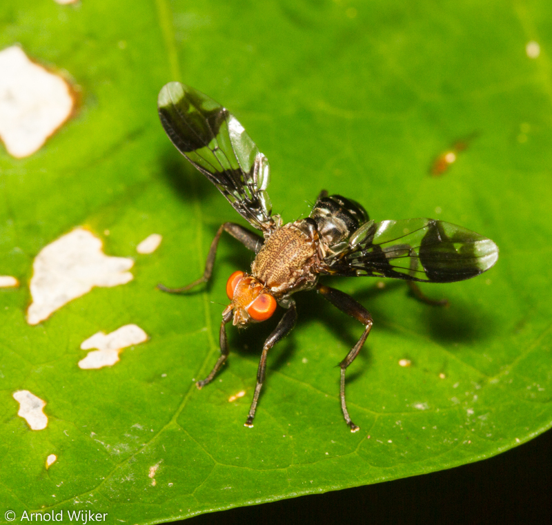 Richardiidae