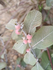 Sabicea brasiliensis