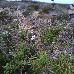 Salvia brandegeei