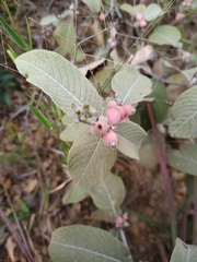 Sabicea brasiliensis