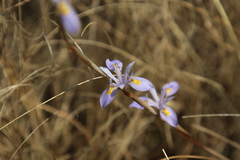 Moraea stricta