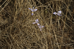 Moraea stricta