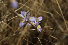 Moraea stricta