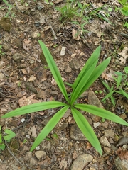 Hymenocallis occidentalis