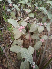 Sabicea brasiliensis