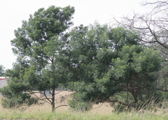 Acacia mearnsii