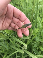 Plantago lanceolata