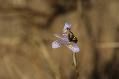 Moraea stricta