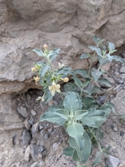 Tetraclea coulteri