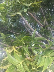 Harpephyllum caffrum