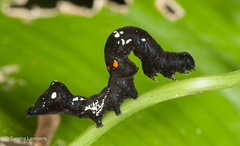 Gonodonta