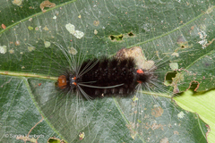 Pachydota affinis