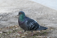 Columba livia