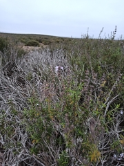 Salvia brandegeei