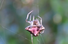 Verrucosa undecimvariolata