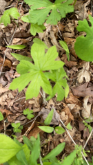 Hydrastis canadensis