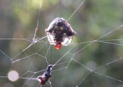 Verrucosa undecimvariolata