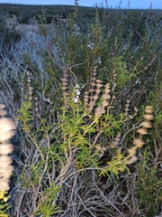 Salvia brandegeei
