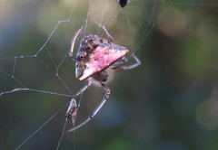 Verrucosa undecimvariolata
