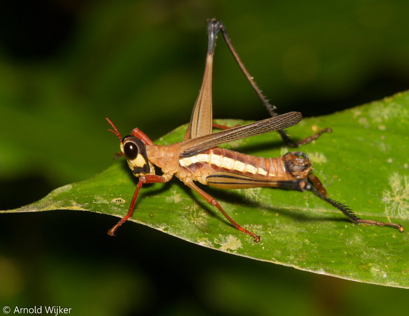 Monkey Grasshoppers