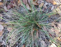 Nassella leucotricha