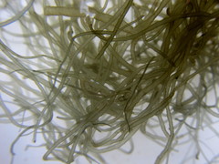 Compsopogon coeruleus