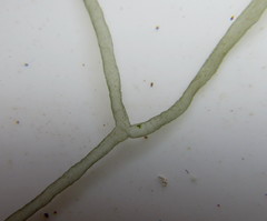 Compsopogon coeruleus