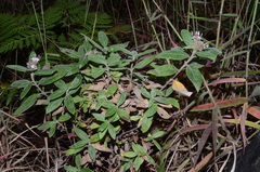 Lagascea heteropappus