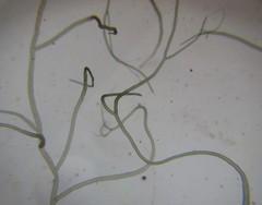 Compsopogon coeruleus