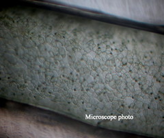 Compsopogon coeruleus