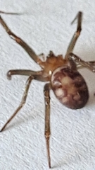 Steatoda grossa