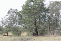 Acacia mearnsii