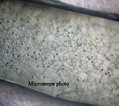 Compsopogon coeruleus