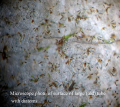 Compsopogon coeruleus