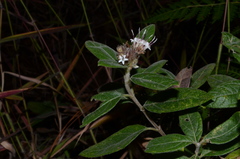 Lagascea heteropappus