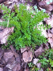 Cardamine impatiens