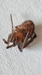 Steatoda grossa