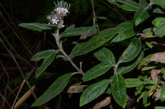 Lagascea heteropappus