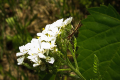 Geina