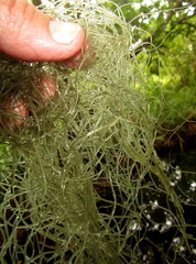 Compsopogon coeruleus