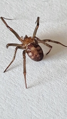 Steatoda grossa