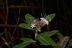 Lagascea heteropappus