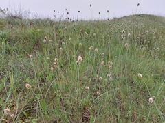 Alopecurus vaginatus
