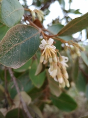 Styrax ferrugineus